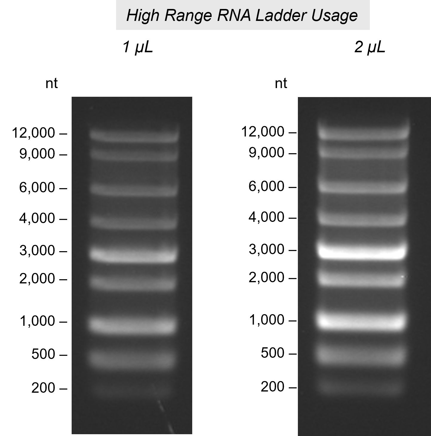 High Range RNA Ladder High Range RNA Ladder